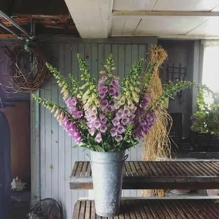 Camelot Lavender, (F1) Digitalis Seeds - Packet image number null